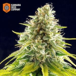 Mataro Blue Feminized Kannabia Seed Company