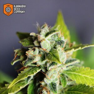 Mikromachine Autoflower Kannabia Seed Company