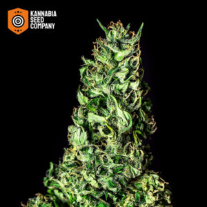 Moby Dick Feminized Kannabia Seed Company