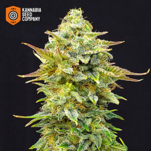 Pineapple Dream Feminized Kannabia Seed Company