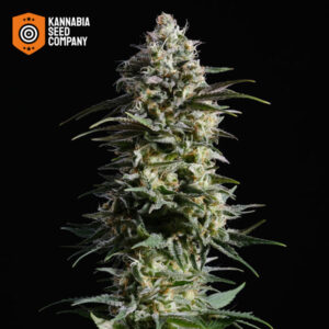 Pure Skunk Go Fast Feminized Kannabia Seed Company