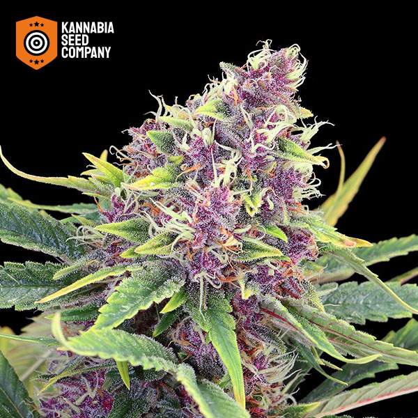 Purple Kush Feminized Kannabia Seed Company