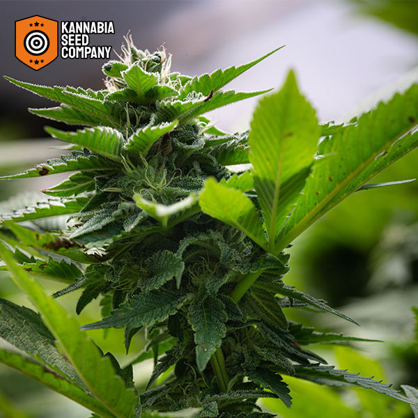 RS11 Feminized Kannabia Seed Company