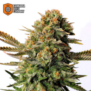 Russian Doll Feminized Kannabia Seed Company