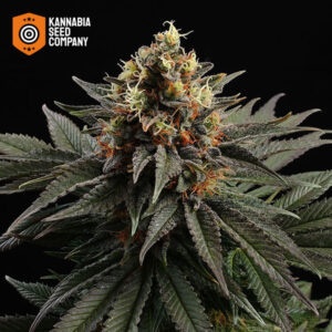Sativa Dream Feminized Kannabia Seed Company