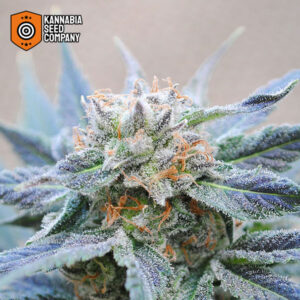 Skunk+ Feminized Kannabia Seed Company