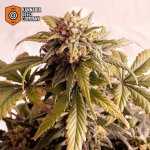 Speedy Boom Autoflower Kannabia Seed Company