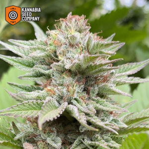 Strawberry Haze Autoflower Kannabia Seed Company