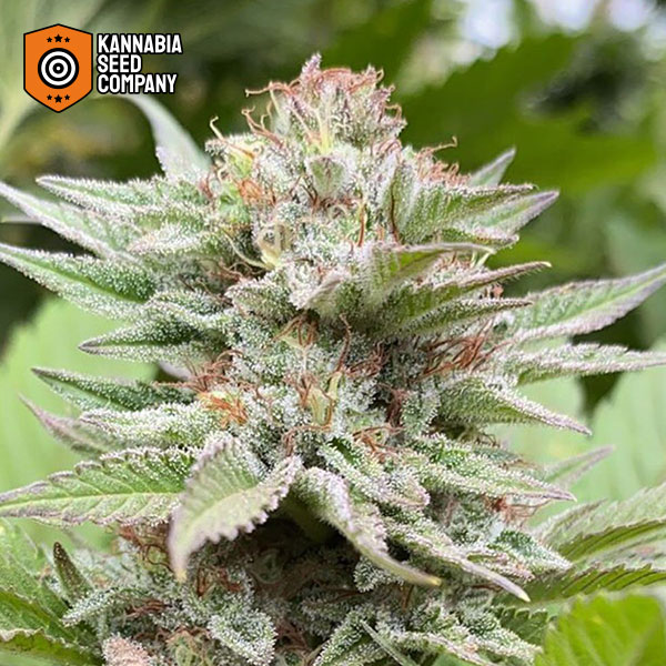 Strawberry Haze Autoflower Kannabia Seed Company
