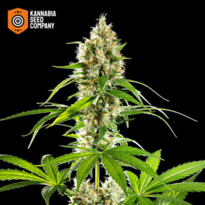 Sunset Sherbet Feminized Kannabia Seed Company