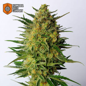 Super AK Feminized Kannabia Seed Company