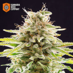 Super OG Kush Feminized Kannabia Seed Company