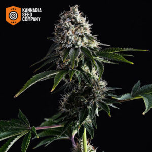 Swiss Dream CBD Feminized Kannabia Seed Company