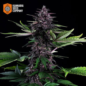 Swiss Dream Rosé CBD Autoflower Kannabia Seed Company