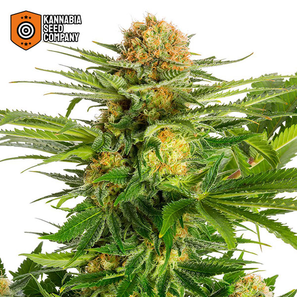 White Domina Feminized Kannabia Seed Company