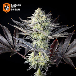 Zoap Rosé Feminized Kannabia Seed Company