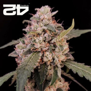 AK Autoflower By 42 Fast Buds Usa