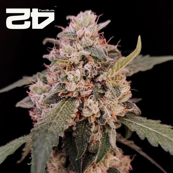 AK Autoflower By 42 Fast Buds Usa