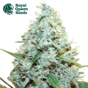AMG Feminized Royal Queen Seeds