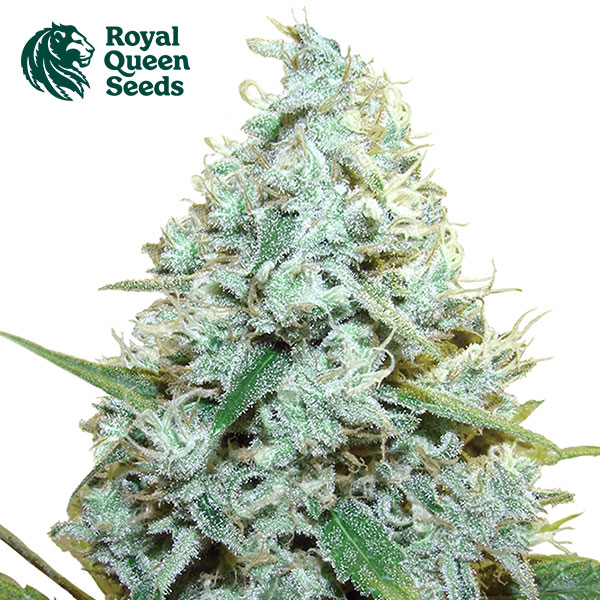 AMG Feminized Royal Queen Seeds