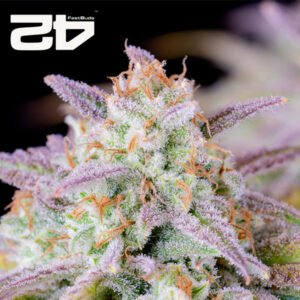 Afghan Kush Autoflower By 42 Fast Buds Usa