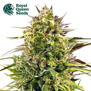 Alien OG Feminized Royal Queen Seeds