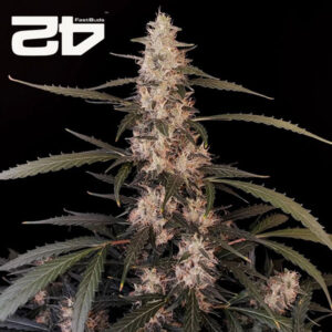 Amnesia Haze Autoflower By 42 Fast Buds Usa