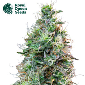 Amnesia Haze Autoflower By Royal Queen Seeds