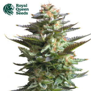 Amnesia Haze Feminized By Royal Queen Seeds