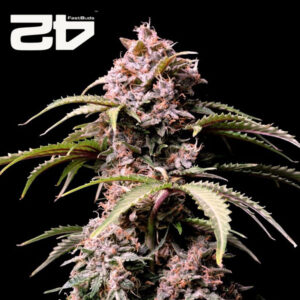 Amnesia Z Autoflower By 42 Fast Buds Usa