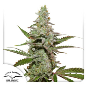 Amsterdam Amnesia Feminized By Dutch Passion Seed Company