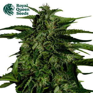 Apollo F1 Autoflower By Royal Queen Seeds