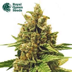 Apple Fritter Feminized By Royal Queen Seeds