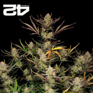 Apple Strudel Autoflower By 42 Fast Buds Usa
