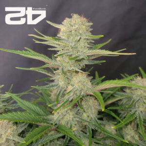 Apricot Autoflower By 42 Fast Buds Usa