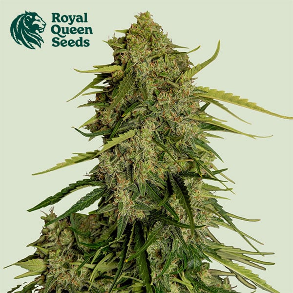 Atlas F1 CBD Autoflower By Royal Queen Seeds