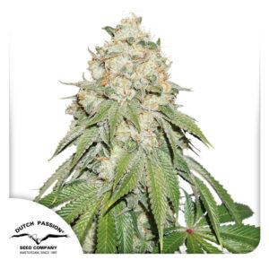 Banana Blaze Feminized By Dutch Passion Seed Company