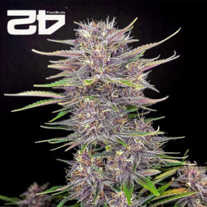 Banana Purple Punch Autoflower By 42 Fast Buds Usa