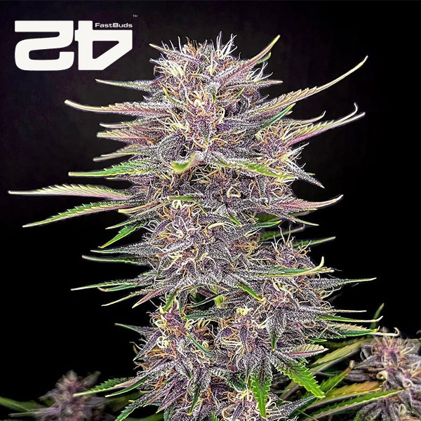 Banana Purple Punch Autoflower By 42 Fast Buds Usa