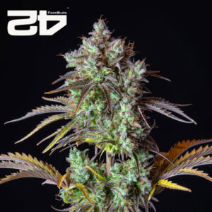 Big Bud Autoflower By 42 Fast Buds Usa