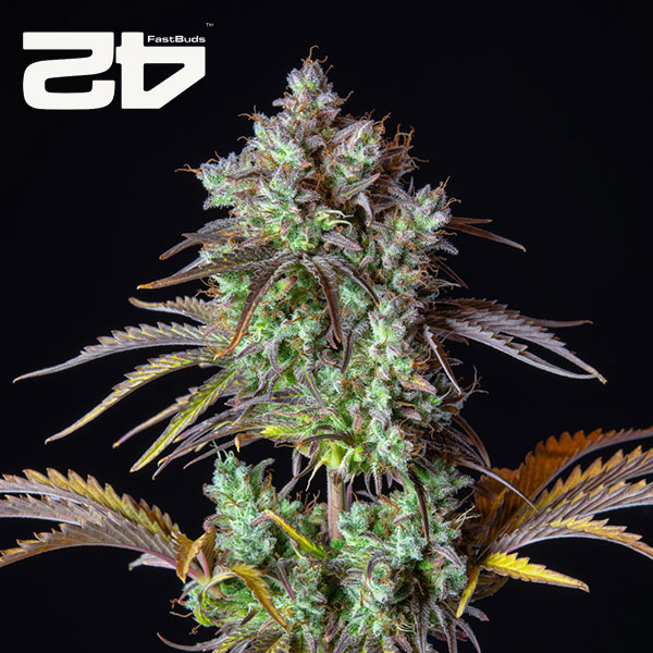 Big Bud Autoflower By 42 Fast Buds Usa