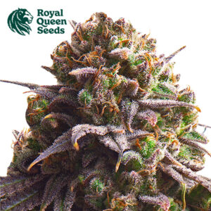 Biscotti Feminized By Royal Queen Seeds