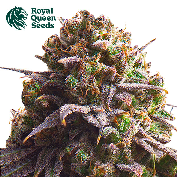 Biscotti Feminized By Royal Queen Seeds
