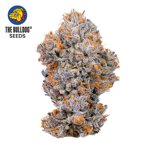 Biscotti Feminized The Bulldog Seeds