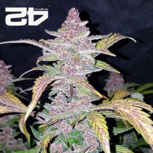 Blackberry Autoflower By 42 Fast Buds Usa