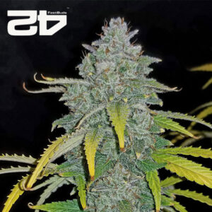 Blue Dream Autoflower By 42 Fast Buds Usa