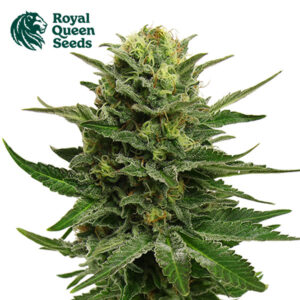 Blue Mystic Feminized By Royal Queen Seeds