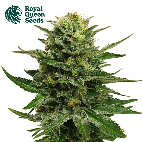 Blue Mystic Feminized By Royal Queen Seeds