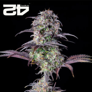 Blueberry Autoflower By 42 Fast Buds Usa