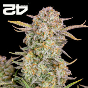 Bruce Banner Autoflower By 42 Fast Buds Usa